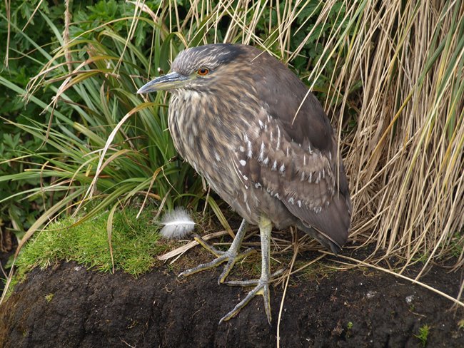 ../../Pictures/241209/123 Nightheron.JPG